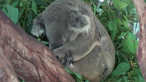 Chonburi  Thailand - June 10 2022: A koala bear at the Khao Kheow Open Zoo