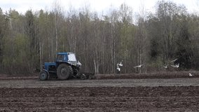 Birds fly behind plowing tractor during sowing season.