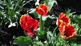 Blooming red tulips sway in wind in flower bed.