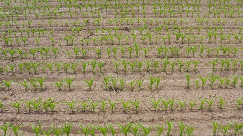 Aerial shot of of corn crop sprouts growing in cultivated field, dolly drone footage of plantation