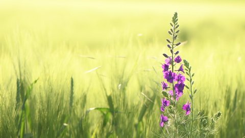 Oriental knight's spur purple flower in unripe barley field, selective focus