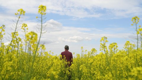 Male farmer wearing red plaid shirt and trucker's hat examining blooming rapeseed field, rear view with selective focus
