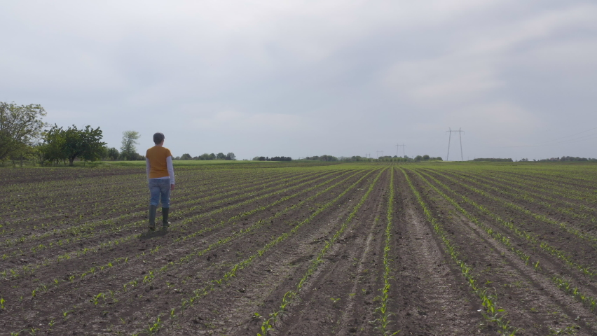 Drone shot of female farmer agronomist walking through and examining corn sprout field, rear view Royalty-Free Stock Footage #1091388161