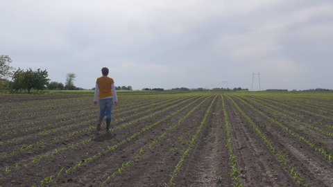 Drone shot of female farmer agronomist walking through and examining corn sprout field, rear view