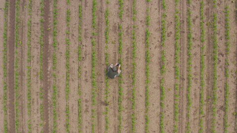 Aerial shot of male farmer wearing trucker's hat and green t-shirt using drone remote controller in corn sprout field to examine plantation from above, ascending motion