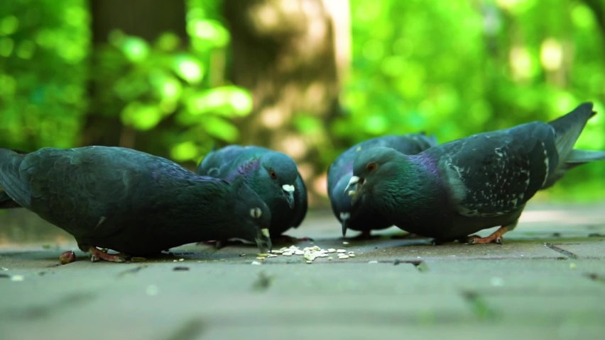 Eat dove bird pigeon food grey feather wildlife feed nature, concept healthy lifestyle outdoor animal from natural from up walk, kindness grandfather. Feeding compassion, | Shutterstock HD Video #1091392929