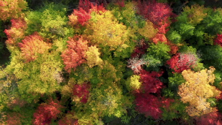 Colorful vibrant tree tops highlighted at sunny autumn sunset. Greenwood forest is a natural resource. Beautiful fall foliage background with copy space. Vibrant fall colors aerial 4K, ecology, nature Royalty-Free Stock Footage #1091394339