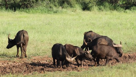 African of Cape buffaloes (Syncerus caffer) in a muddy waterhole, Mokala National Park, South Africa