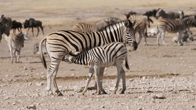 A plains zebra (Equus burchelli) mare with foal, Etosha National Park, Namibia