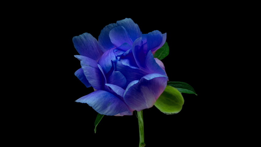 Amazing bright blue peony flower opening on black background. Royalty-Free Stock Footage #1091396057
