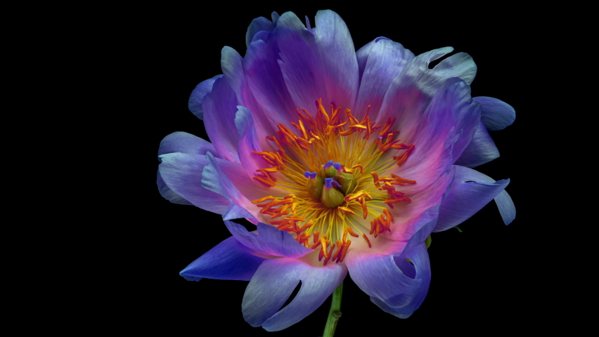 Amazing bright blue peony flower opening on black background. Royalty-Free Stock Footage #1091396057