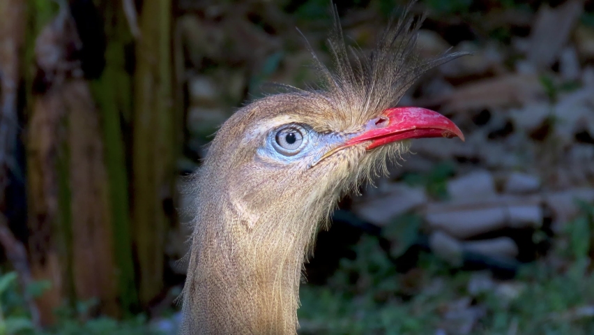 Attentive seriema looks around.  Red-legged seriema (Cariama cristata) head detail