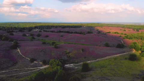 Posbank national park Veluwezoom, blooming Heather fields during Sunrise at the Veluwe in the Netherlands, purple hills of the Posbank Netherlands