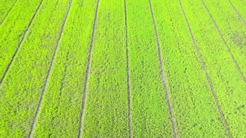 4K Aerial Wide view of Beautiful green rice fields in the rural of Thailand. Green nature background. Fresh Sapling rice. 
