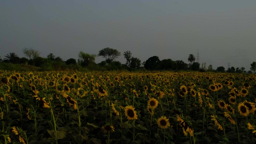 Sunflowers field. Close footage of sunflowers field. Beautiful footage of sunflowers field. Blooming sunflowers | Shutterstock HD Video #1091402723