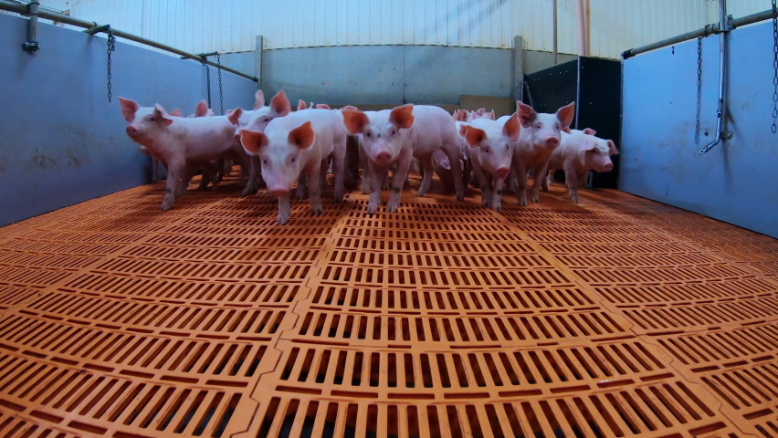 A pig farm with a large number of pigs. Modern agricultural pig farm Royalty-Free Stock Footage #1091402899