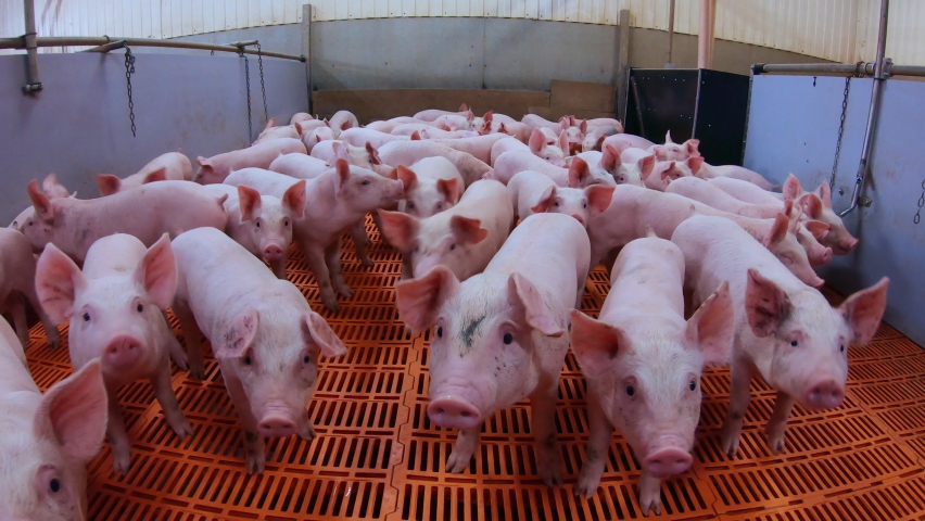 A pig farm with a large number of pigs. Modern agricultural pig farm Royalty-Free Stock Footage #1091402899
