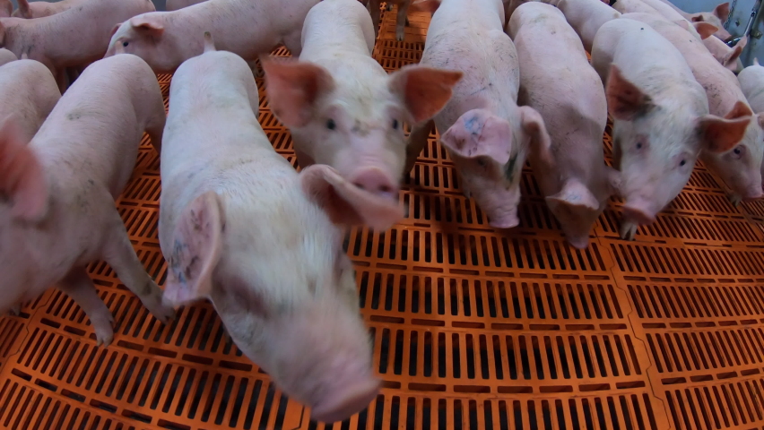 A pig farm with a large number of pigs. Modern agricultural pig farm Royalty-Free Stock Footage #1091402901