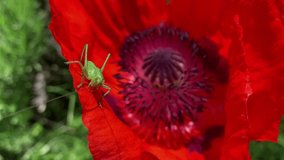 Green grasshopper sits on the petals of a bright red poppy flower.  For video presentation, advertising.