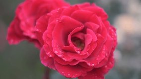 Rose flower Cinematic video 2022