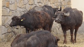 Herd of Domestic Water Buffalo Animal Farm