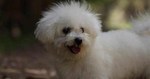 Close up view of a fluffy bichon with wide open mouth due to the warm summer days