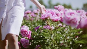 Beautiful girl walks on peony field and touches pink flowers with her hands. Free woman between roses buds. Happy man relaxing in flower garden. Сoncept of freedom. Summer holidays. Lonely  girl