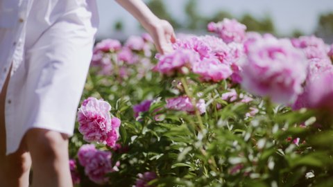 Beautiful girl walks on peony field and touches pink flowers with her hands. Free woman between roses buds. Happy man relaxing in flower garden. Сoncept of freedom. Summer holidays. Lonely  girl: stockvideo