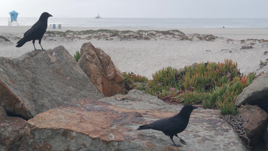 Sand dunes of misty Coronado beach, ocean waves in fog, California coast, USA. Cloudy overcast weather in San Diego. Succulent plants on sea shore in brume, lifeguard tower in haze. Crow raven bird.