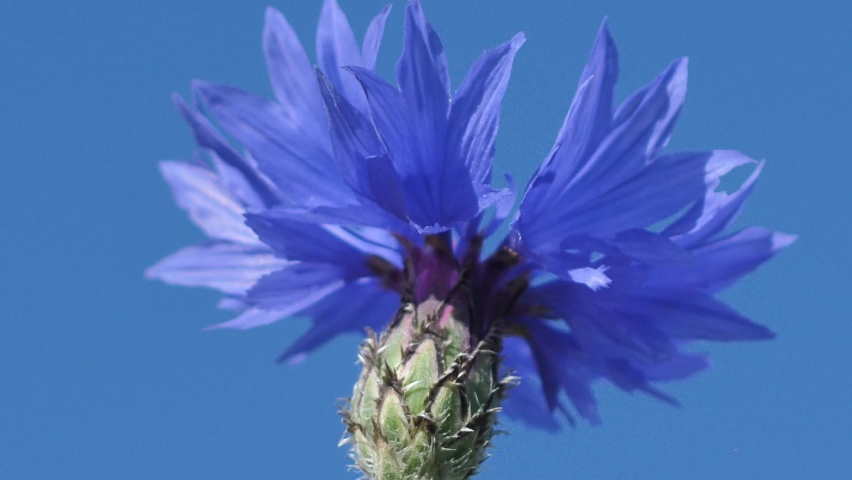 Meadows of blue cornflowers at sunset. Solstice crown flowers. Blue summer flowers in the pasture. Royalty-Free Stock Footage #1091418781