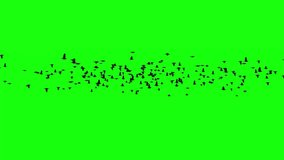 A flock of flying birds, this video is 4k (Ultra HD) 60fps with green screen, Crows, Flock of crows 