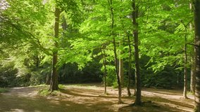 Forest green mountains nature sunny morning rock stone park tree plant travel - Powered by Shutterstock - Get 15% off with code: PIKWIZARD15