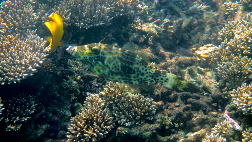 Underwater video of scrawled filefish or aluterus scriptus in Gulf of Thailand. Close up of beautiful tropical fish swimming among reef. Wild nature, sea life. Scuba diving or snorkeling. 