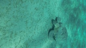 VERTICAL VIDEO: Slow motion, Sea turtle green eats sea grass on the sandy seabed. Green sea turtle (Chelonia mydas). Close up, Underwater shot
