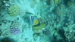 VERTICAL VIDEO: Close up of Trigger fish on coral reef. Titan Triggerfish (Balistoides viridescens) Slow motion, Underwater shot. Red Sea, Egypt
