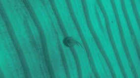 VERTICAL VIDEO: Slow motion, Blue-spotted stingray (Taeniura lymma) slowly swimming over a sandy bottom. Top view. Red sea, Egypt
