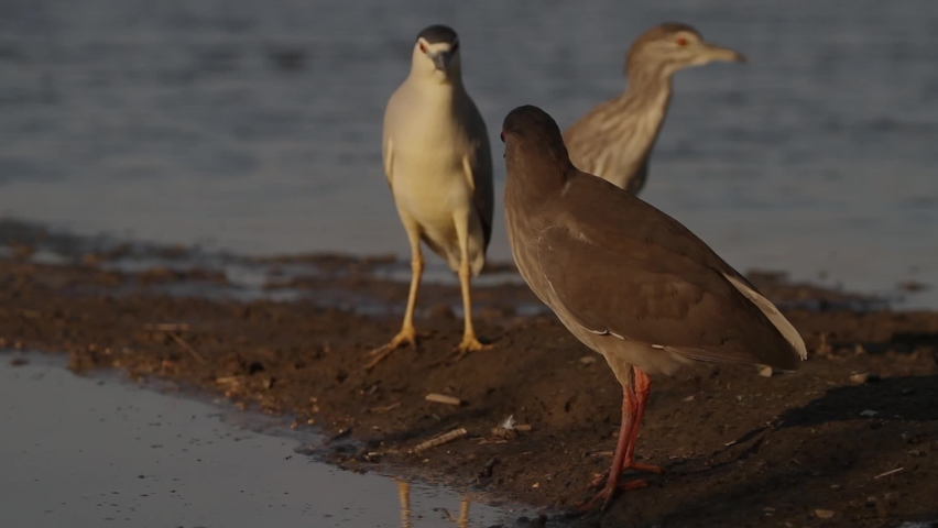Black-crowned Night Heron Nycticorax nycticorax Waiting in shallow water in the summer sunshine