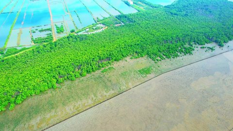 Aerial view from a drone flying over a mangrove forest at low tide. mangrove forest at Bang Ya Phraek, Samut Sakhon, Thailand. Mangrove Ecosystem. Environmental conservation concept. Drone Footage