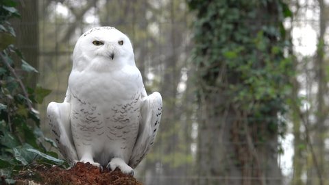 portrait of a snowy owl in springtime in the forest with birds singing