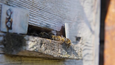 Honeybees fly into the hive. A swarm of bees sits at the entrance to the hive. Beekeeping concept