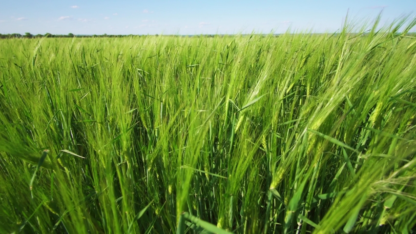 Agricultural field with young green wheat sprouts, bright spring landscape on a sunny day, blue sky as background
 | Shutterstock HD Video #1091431529