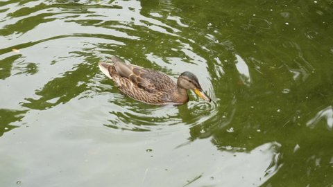 Brown female mallard duck swimming and diving in pond water to find food close up