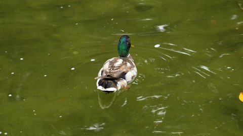 Mallard duck male swimming in the pond close up