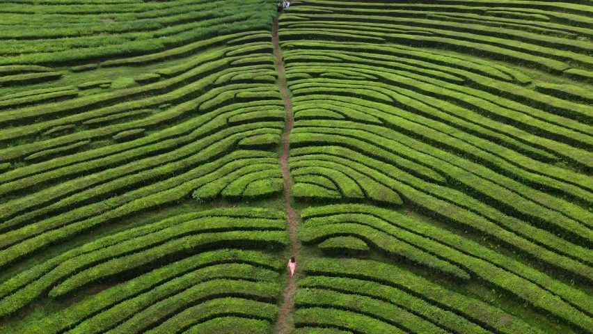 Aerial view of green Tea plantations terrace in the Azores. Woman tourist walks through Azores tea fields factory in San Miguel island. Portugal. Royalty-Free Stock Footage #1091433323