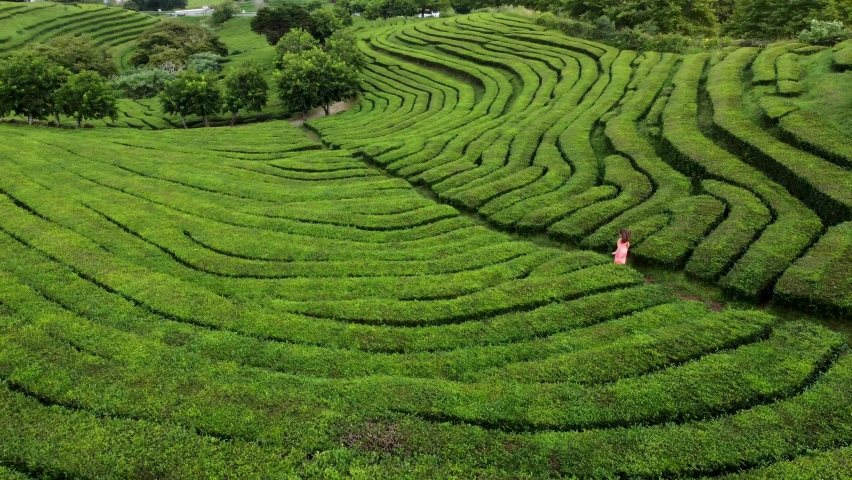 Aerial view of green Tea plantations terrace in the Azores. Traveling women in dress running through Azores tea fields factory in San Miguel island. Portugal. Royalty-Free Stock Footage #1091433677