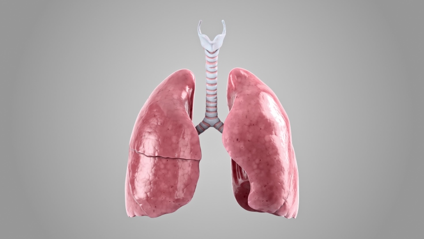Realistic 3d animation of human lungs progress stages from healthy to sick smoker lungs. High quality 4k footage | Shutterstock HD Video #1091435129