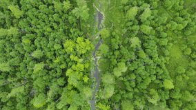 Aerial footage of vertical flight over lush green trees. Flight over a wild river in the forest. Flight over the tops of trees and a straight river among the forest. Clear water