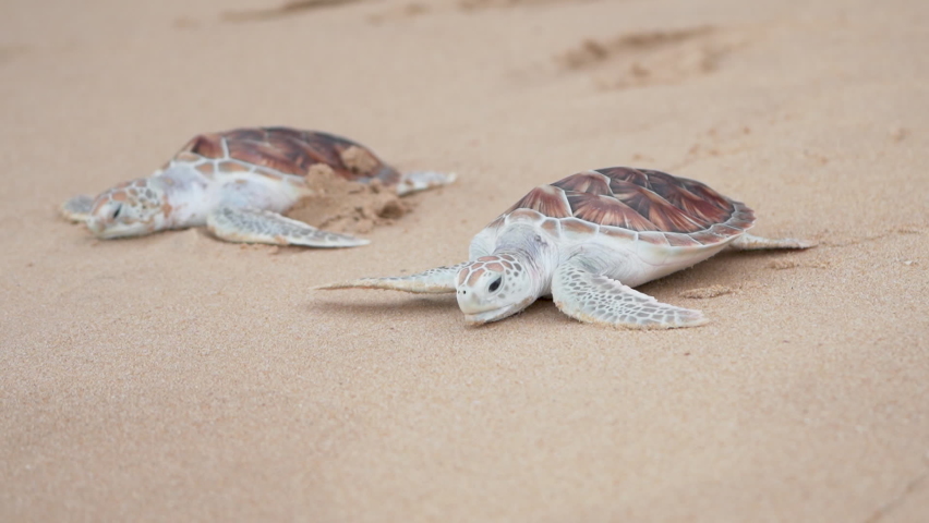 Baby turtles crossing sandy shore morning. Sea turtles active crawling sand beach toward sea water sunset down summer United States. Family new beginning life swim ocean. 