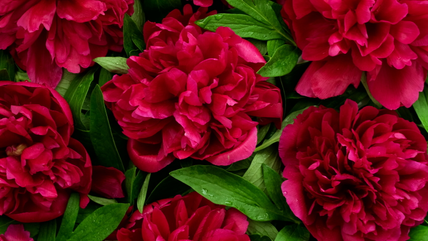 Peonies. Blooming red peony flowers rotating Royalty-Free Stock Footage #1091443679