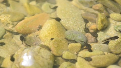 A cluster of tadpoles in a mountain river